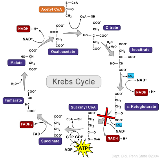 Solved: 2). A). In The Krebs Cycle, Electrons Are Removed ... | Chegg.com