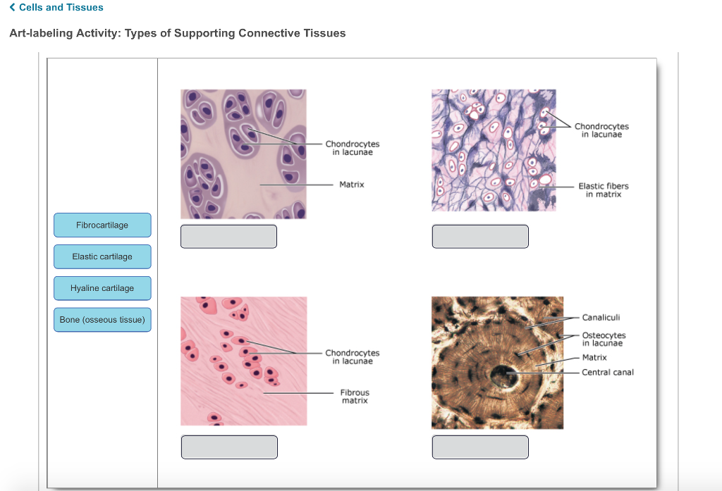 Solved ells and Tissues Art-labeling Activity: Types of | Chegg.com