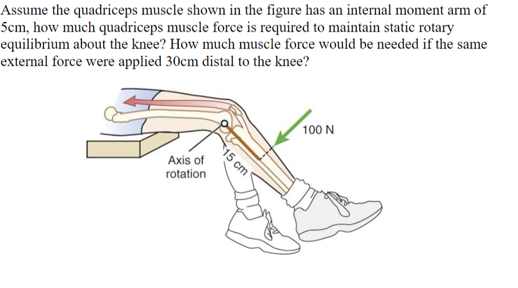Solved Assume the quadriceps muscle shown in the figure has