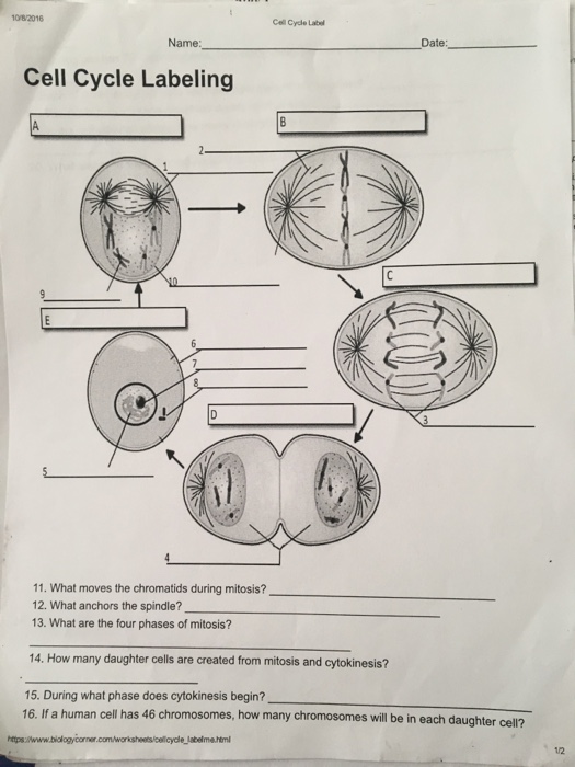 Solved What moves the chromatids during mitosis? What | Chegg.com