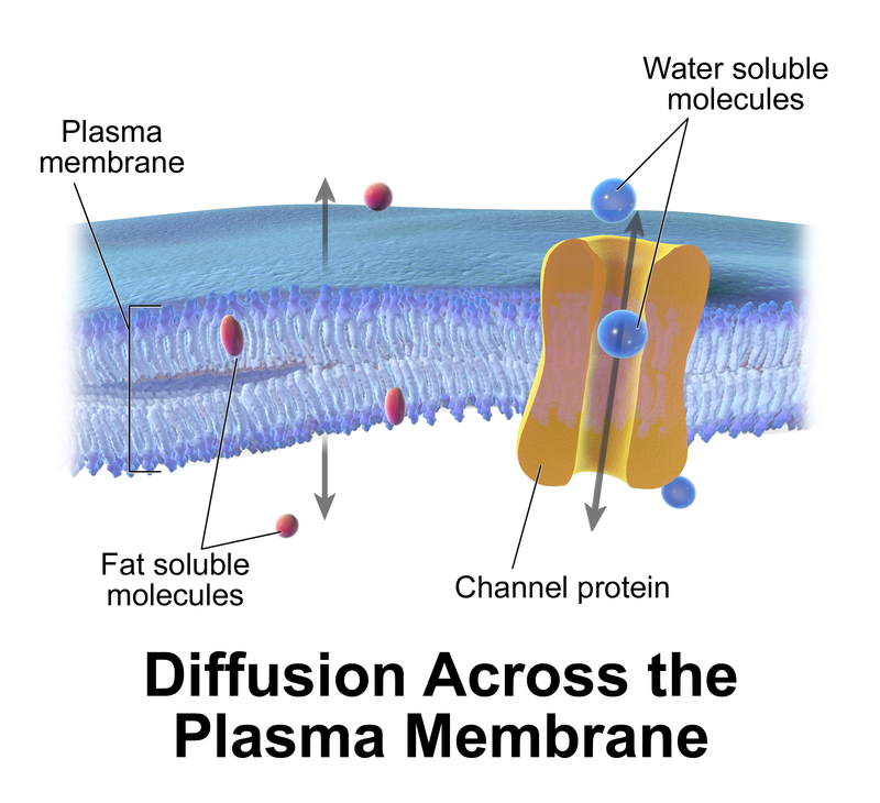 plasma membrane homework