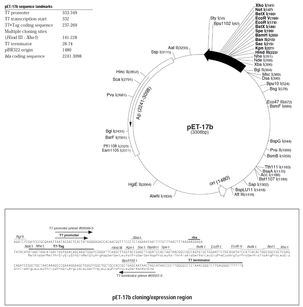 Solved You Have Cloned A 1 Kb Gene Into The PET17b Vector | Chegg.com