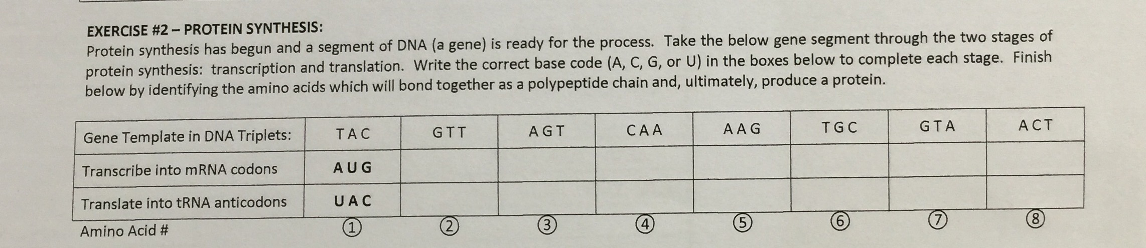 Solved Protein synthesis has begun and a segment of DNA (a | Chegg.com