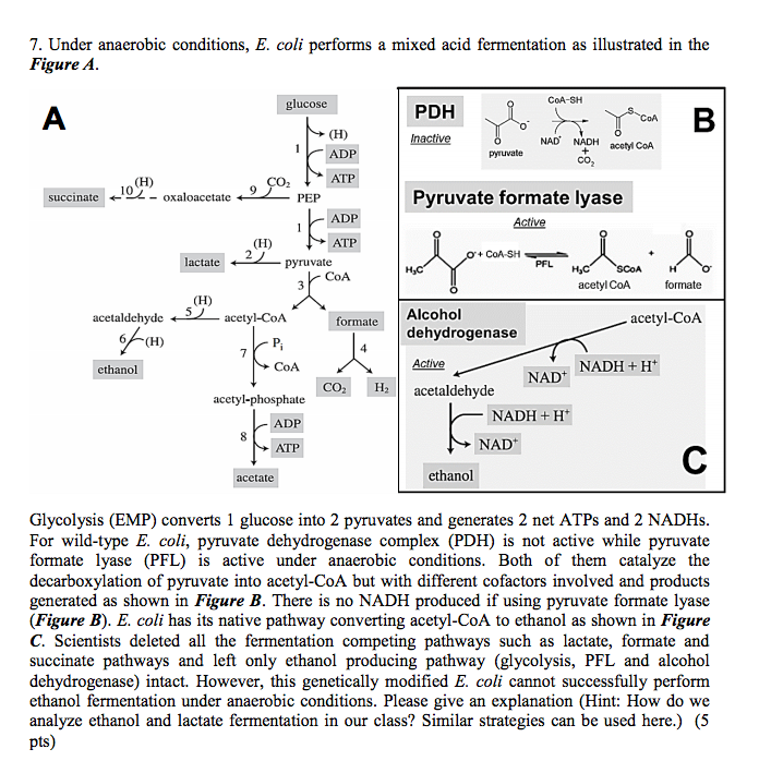 Solved Under anaerobic conditions, E. coli performs a mixed