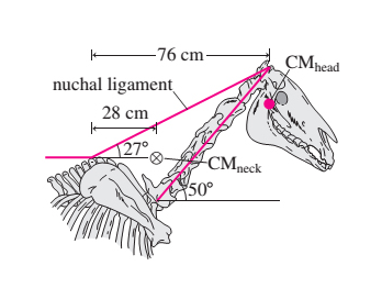 Solved The nuchal ligament is a thick, cordlike structure | Chegg.com