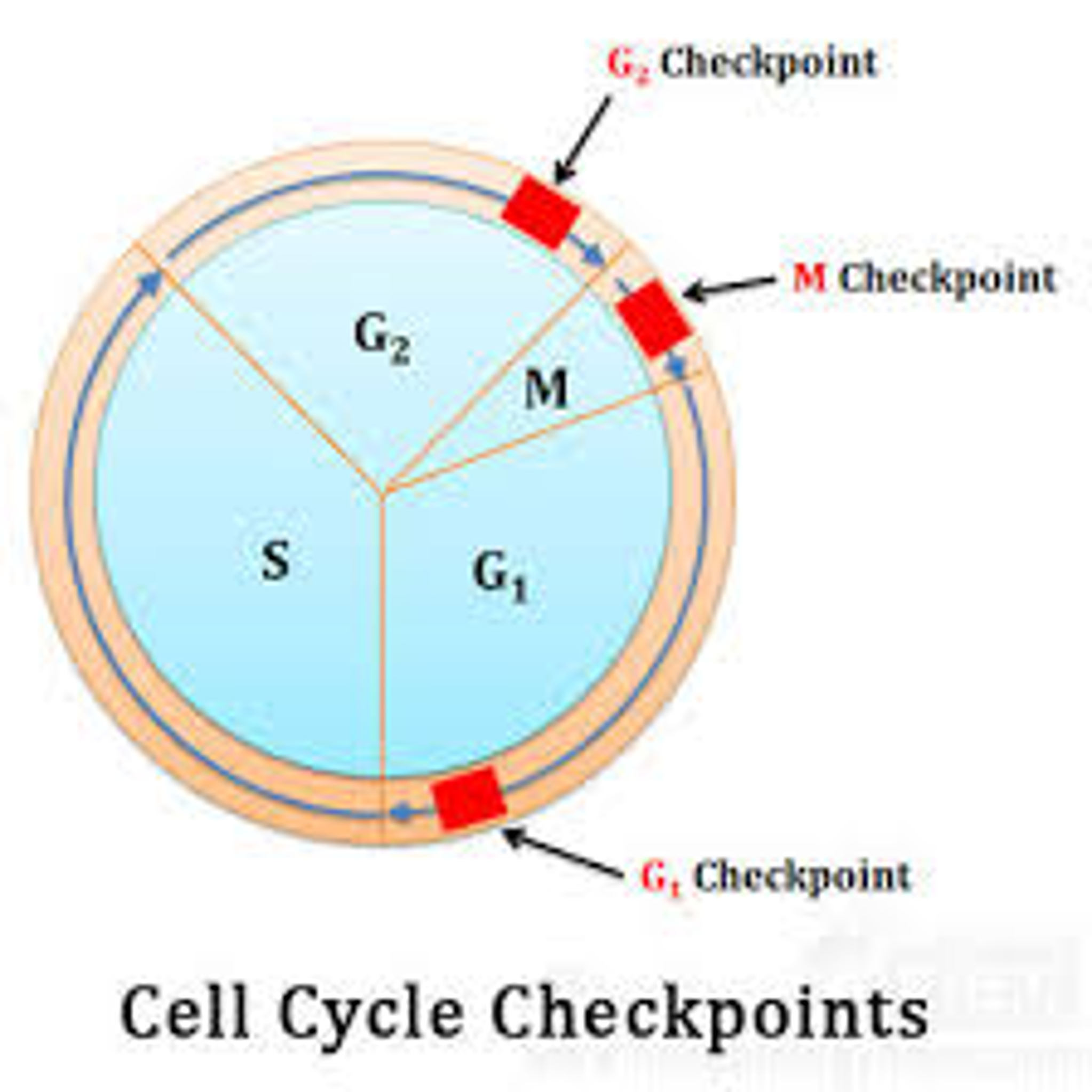 Cell Cycle Checkpoints Diagram