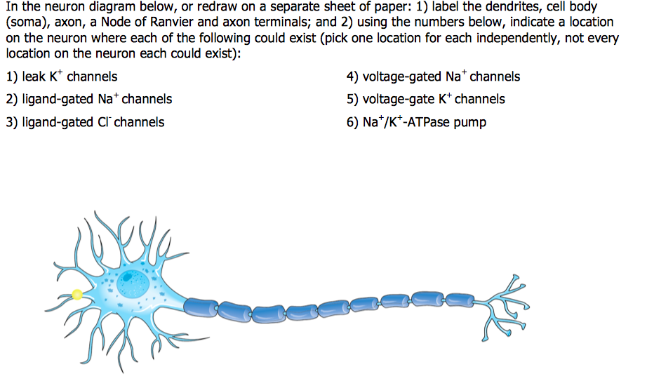 34 Neuron To Label - Labels For Your Ideas