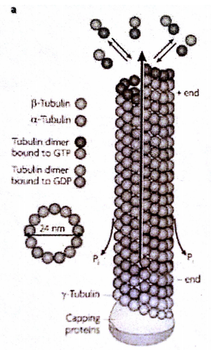 A single microtubule is comprised of 13 | Chegg.com