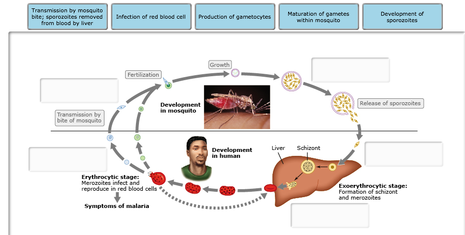 Solved The Life Cycle Of Plasmodium, The Parasite Capable | Chegg.com