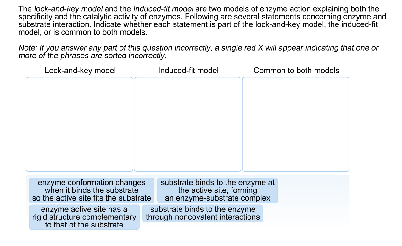 Solved The lockandkey model and the inducedfit model are