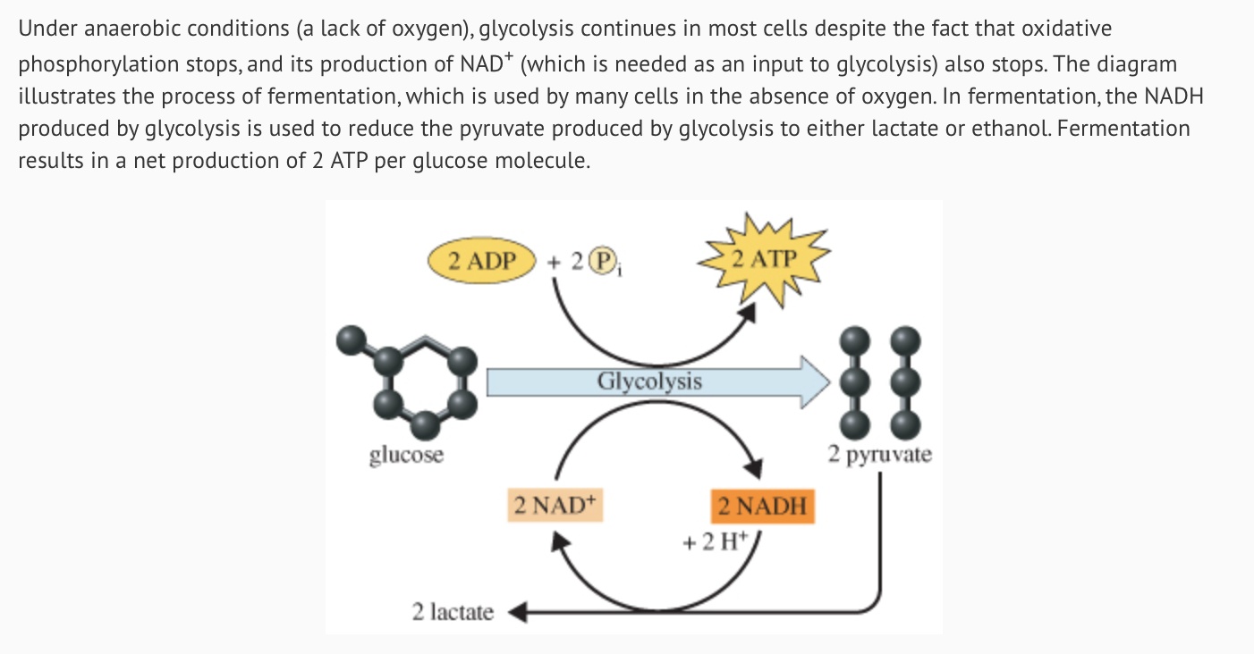 How Is Atp Produced During Exercise Wasfa Blog