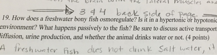 Solved How Does A Freshwater Bony Fish Osmoregulate Is It Chegg