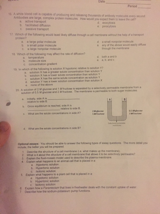 Solved A White Blood Cell Is Capable Of Producing And 