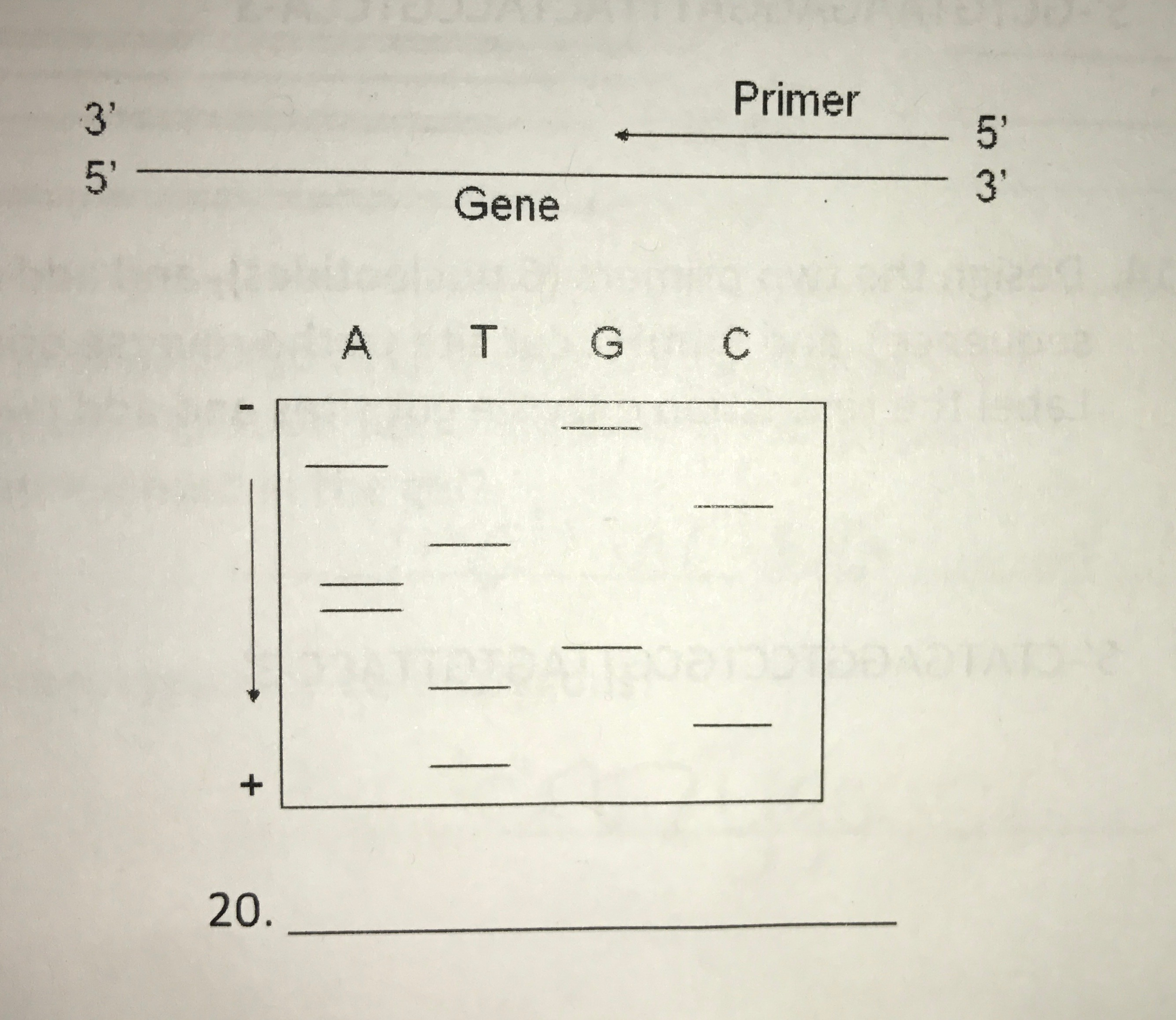Solved Determine the DNA sequence of strand labeled "Gene"