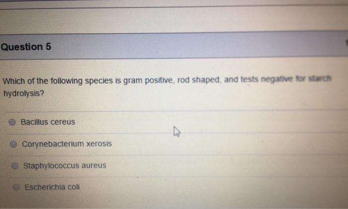 Solved Which of the following species is gram positive rod | Chegg.com