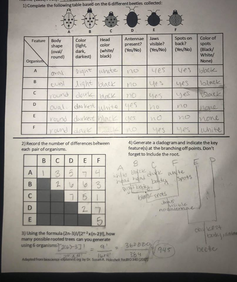 Solved Generate a cladeogram and indicate the key feature at | Chegg.com