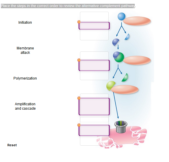 Solved Place the steps In the correct order to review the | Chegg.com