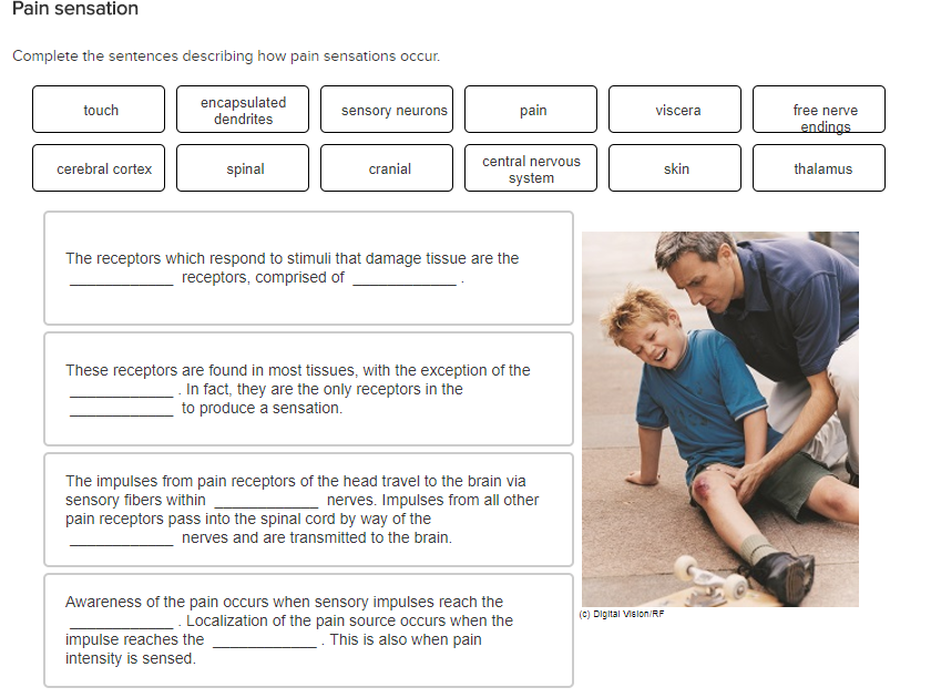 Solved Complete The Sentences Describing How Pain Sensations Chegg