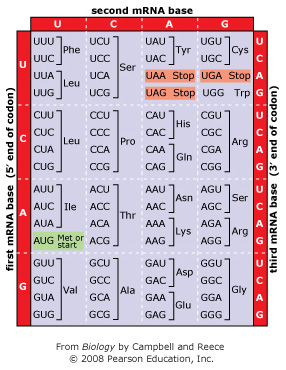 Solved Determine if each of the following codons translates | Chegg.com