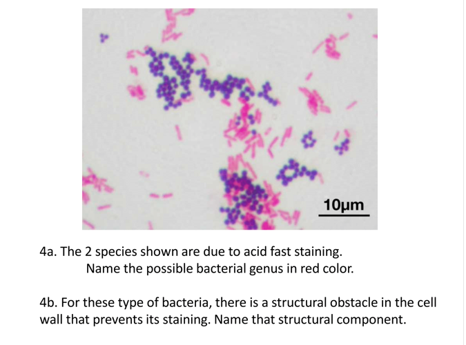 Solved 10μm 4a. The 2 Species Shown Are Due To Acid Fast | Chegg.com