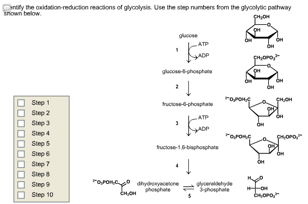 Solved: The Oxidation-reduction Reactions Of Glycolysis. U... | Chegg.com