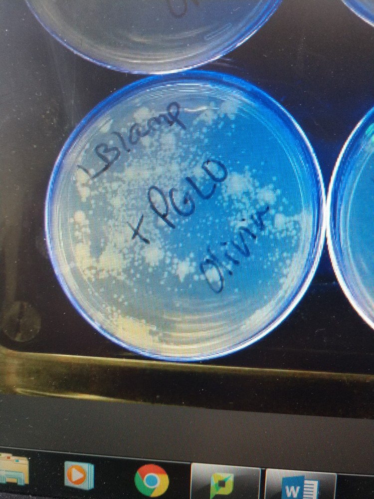Solved 8. Examine the +pGLO LB/amp plate. a. Is there growth
