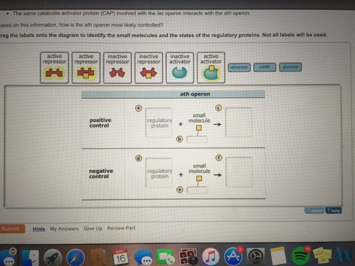 solved-can-someone-help-me-with-these-genetics-questions-i-chegg