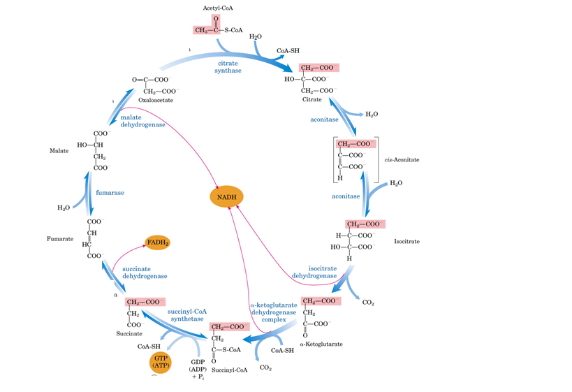 Solved Propose a mechanism for the reaction that is | Chegg.com