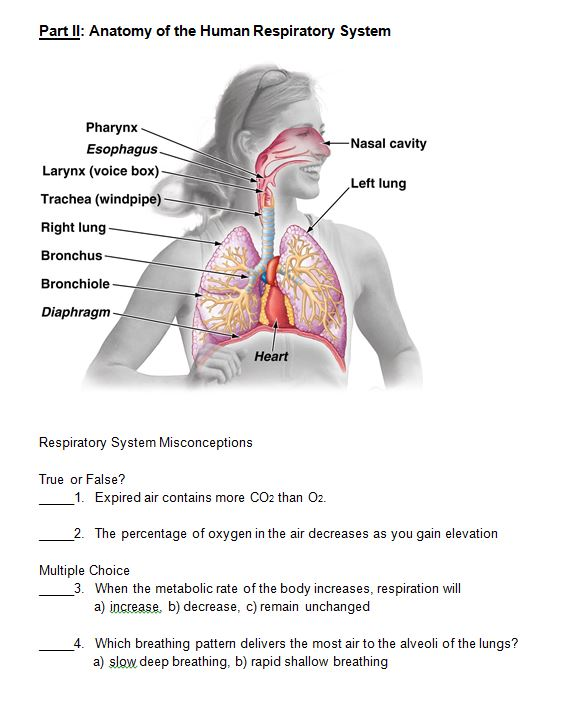 Anatomy Of The Voice Box - Anatomy Diagram Book