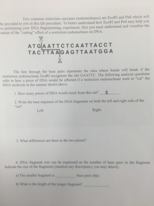 solved-two-common-restriction-enzymes-endonucleases-are-chegg