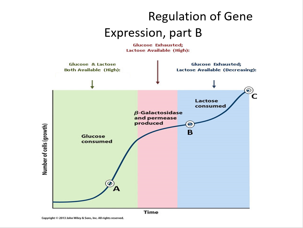 Solved The Graph Displayed In Part B Represents A Diauxic | Chegg.com