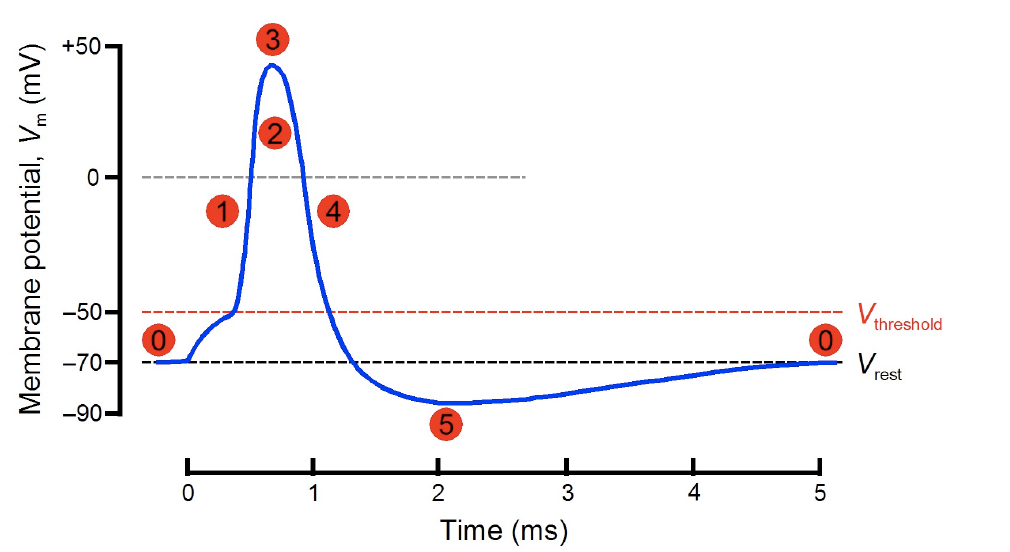 solved-label-the-following-figure-and-describe-the-process-chegg