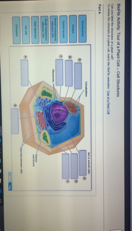 Solved Can You Label The Structures Of An Animal Cd To Chegg