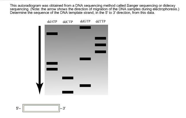 Solved This autoradiogram was obtained from a DNA sequencing | Chegg.com