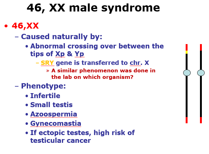 Xx Male