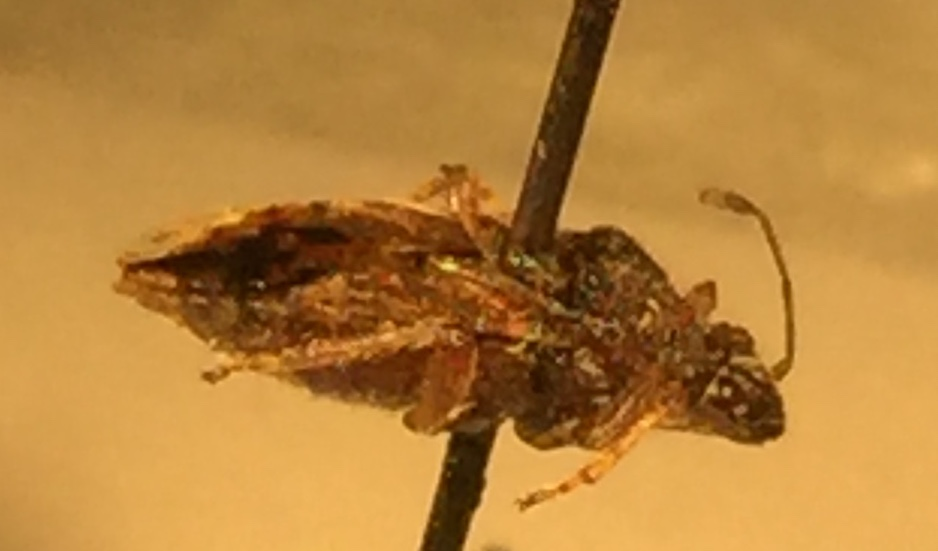 Solved Could you please help me in identifying these 2 | Chegg.com