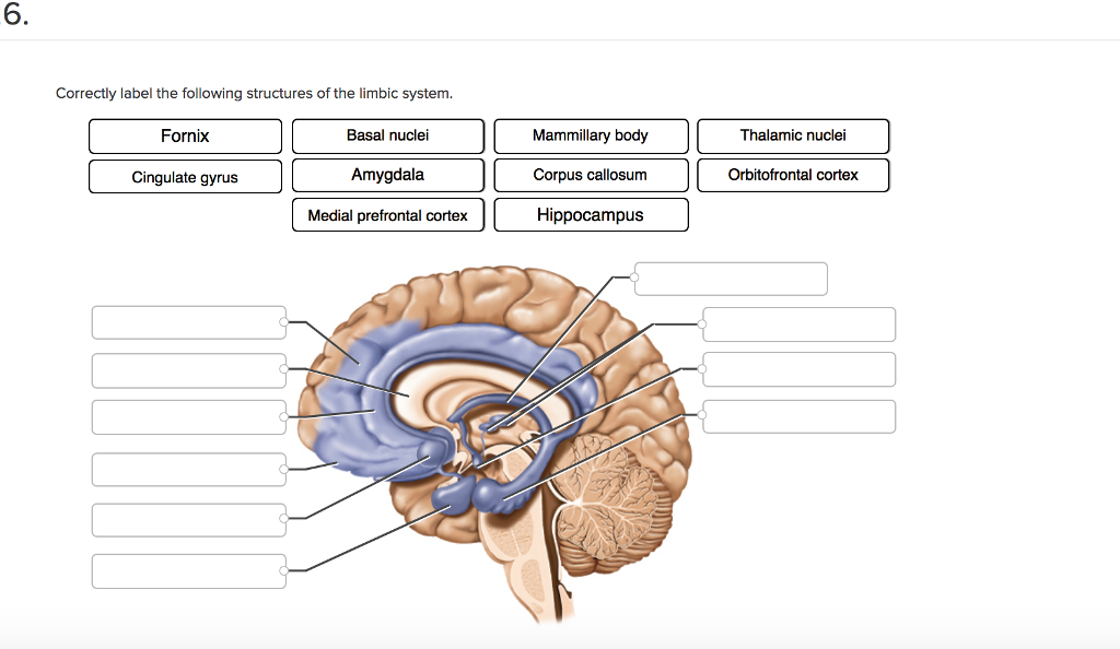 Question: 6. Correctly label the following structures of the limbic ...