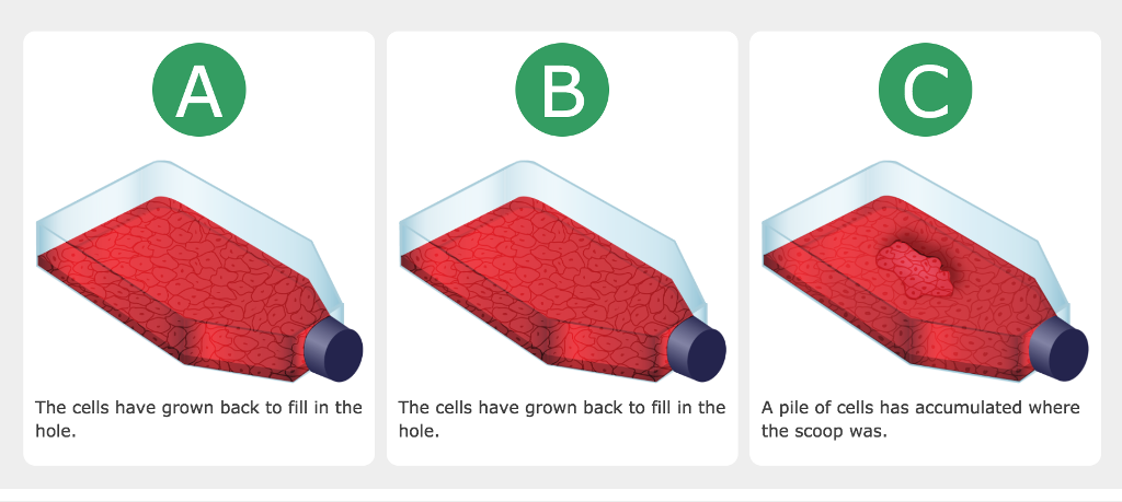 solved-which-of-the-cell-line-s-exhibited-density-chegg