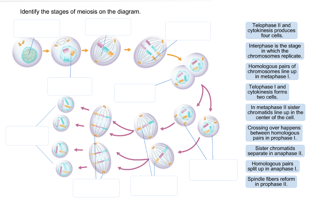 Meiosis Definition Stages And Importance Biology Diagrams