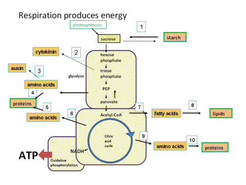 Solved A block at which step of the metabolic pathway will | Chegg.com