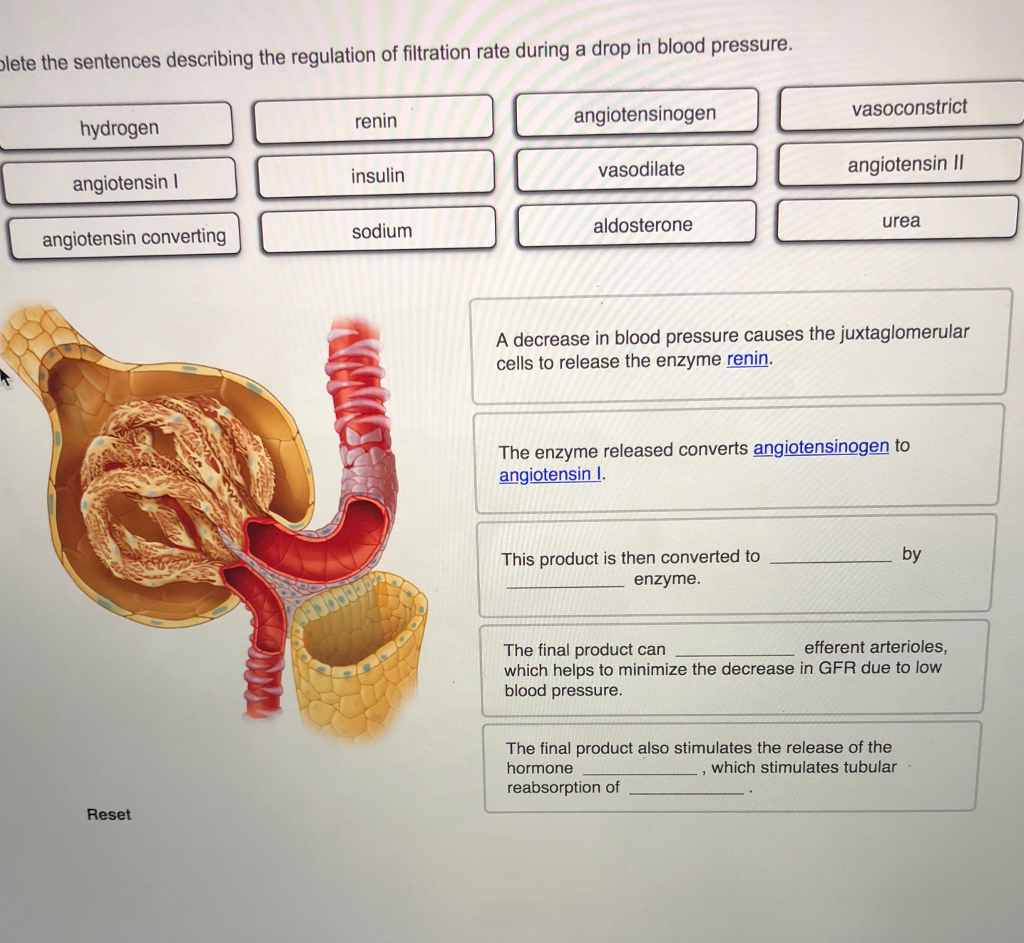 Solved lete the sentences describing the regulation of