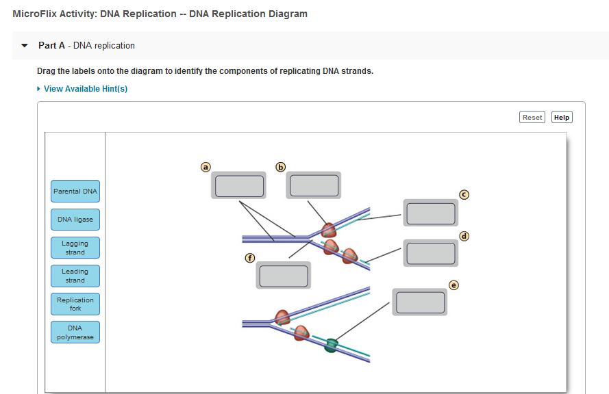 Bioflix Activity Dna Replication Dna Replication Diagram Hanenhuusholli