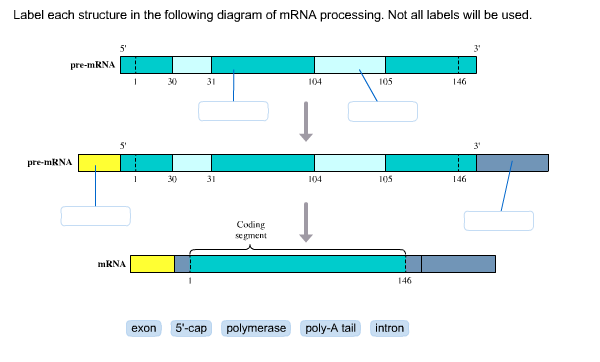 Solved Label each structure in the following diagram of mRNA