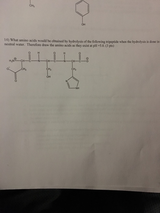 Solved 14) what amino acids would be obtained by hydrolysis