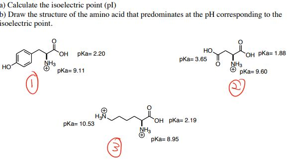 calculate pi amino acid sequence practice problems
