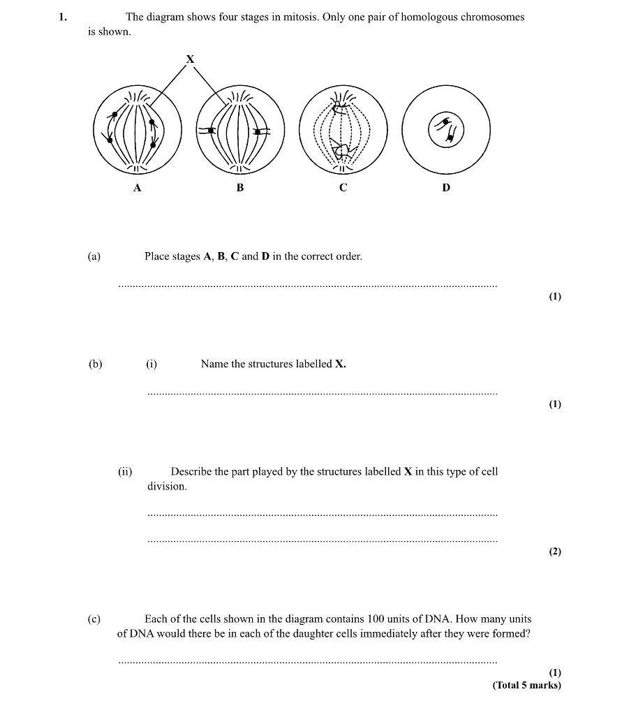 Solved The diagram shows four stages in mitosis. Only one | Chegg.com