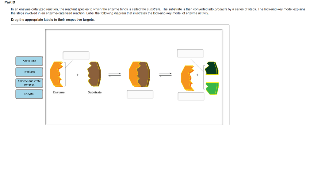 Solved Enzymes And The LockandKey Model Enzymes, Which