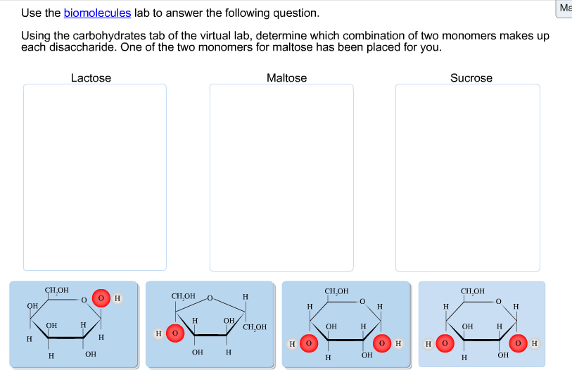 Solved Use the biomolecules lab to answer the following