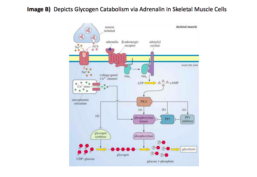 Solved Problem 1) The essential components of any signaling | Chegg.com