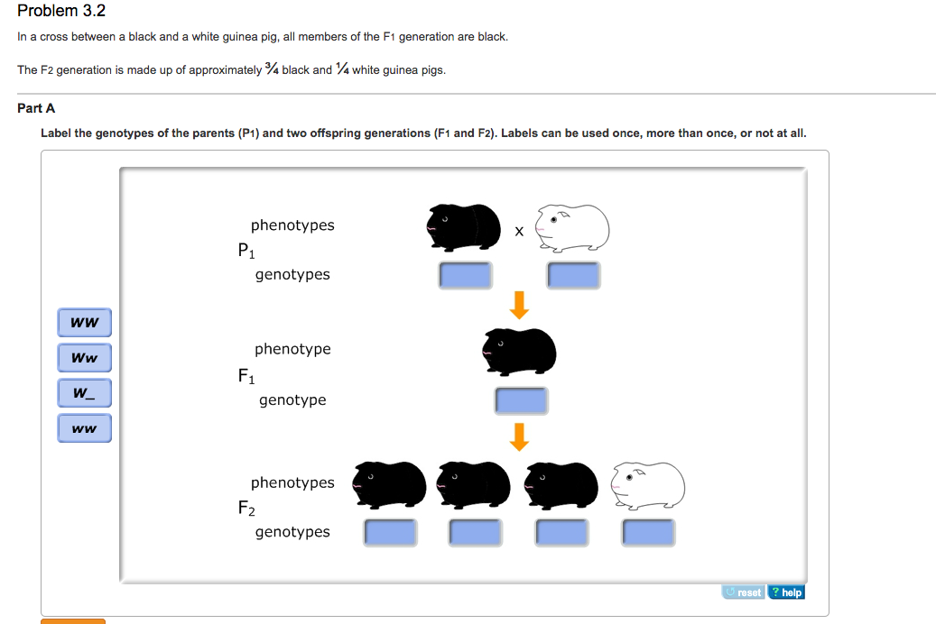  F1 F2 Generation For the silver trait the Punnett square is - P 